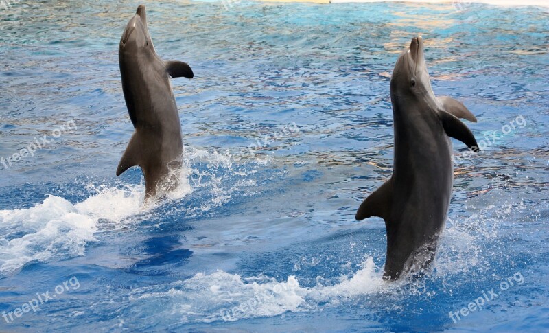 Dolphins Acrobatics Marineland Free Photos