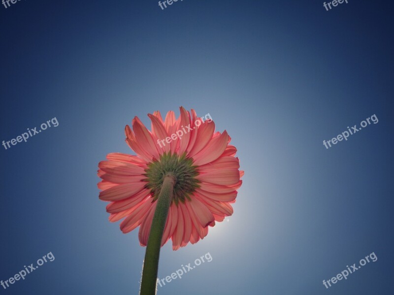 Flower Sky Flowers Blue Nature