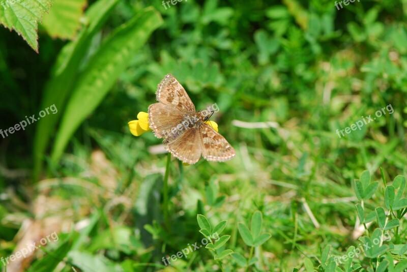 Dingy Skipper Skipper Butterfly Wildlife Sussex