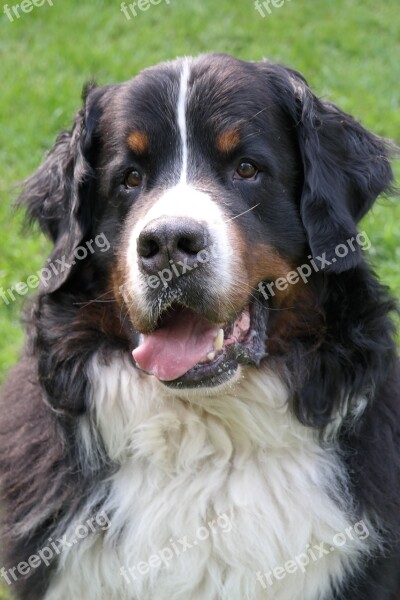 Bernese Mountain Dog Animal Picture Dog Portrait Free Photos