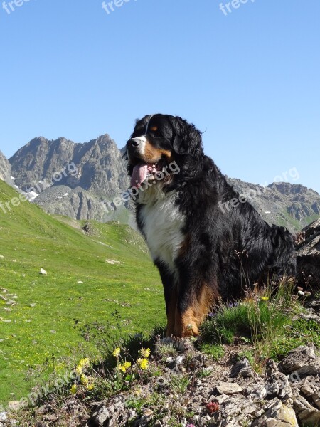 Bernese Mountain Dog Animal Picture Dog Mountains Free Photos