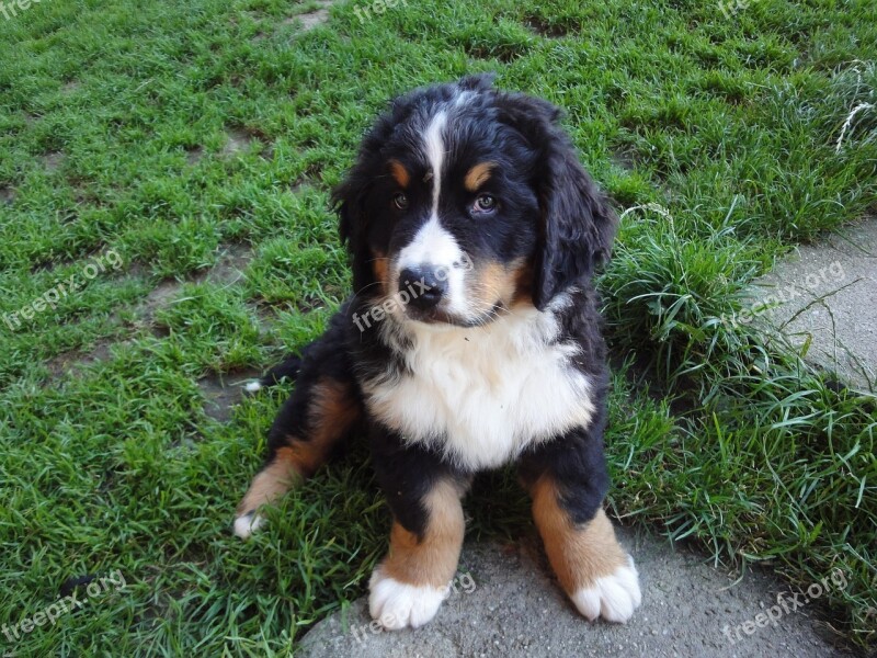 Bernese Mountain Dog Animal Picture Dog Puppy Free Photos