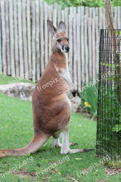 Kangaroo Zoo Tennessee Nashville Tn