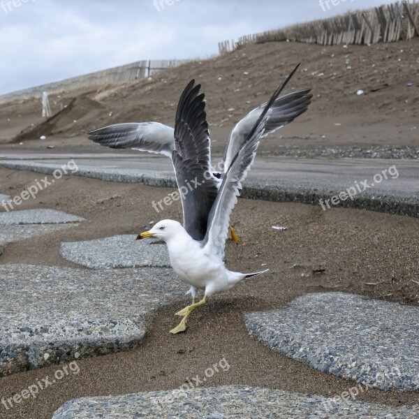 Animal Coast Beach Promenade Sea Gull