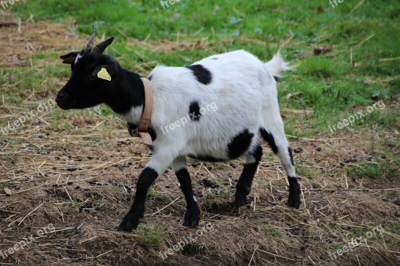 Goat Biquette Farm Animals Free Photos