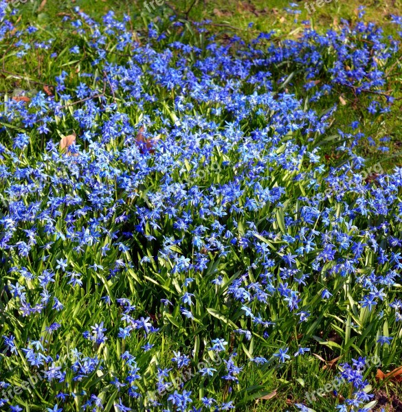 Blue Star Siberian Blaustern Flowers Close Up Nature