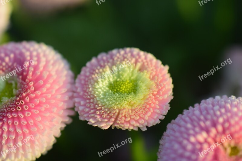 Daisy White Pink Plant Flower