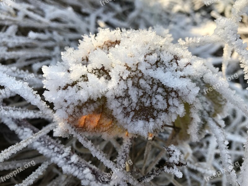 Frost Wintry Cold Hoarfrost Icy