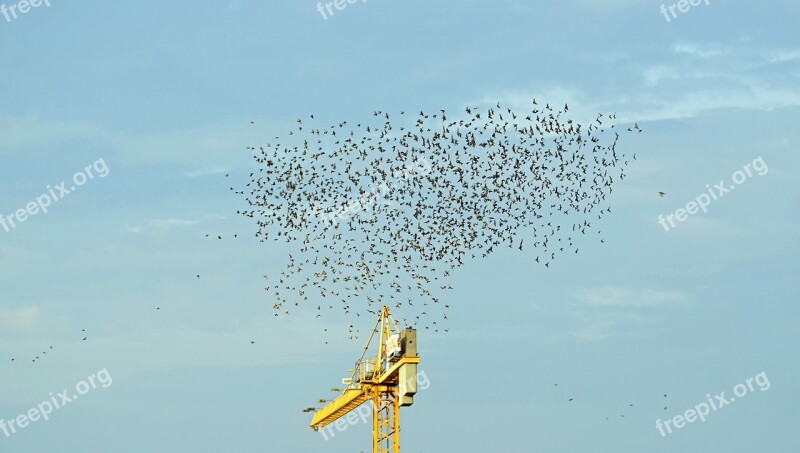 Flock Of Birds Migratory Birds Sky Swarm Flying