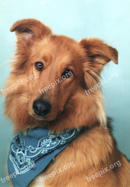 Collie Mix Collie Dog Pet Canine