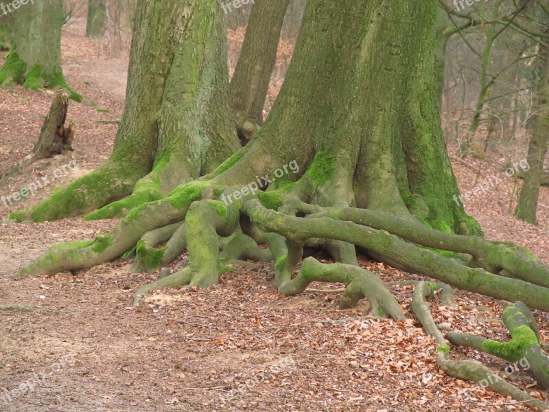 Tree Root Root Tree Old Forest