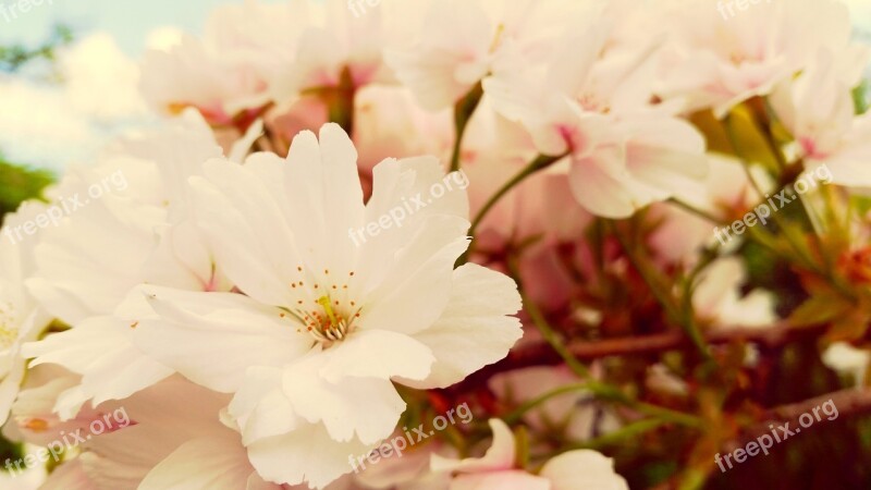 Flowers Spring Nature Plant Branch