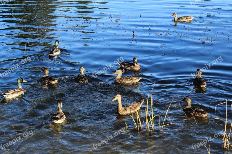 Duck Wild Ducks Pond Lake Bright