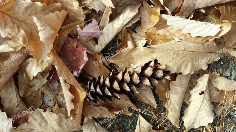 Fall Pinecone Leaves October Nature Autumn