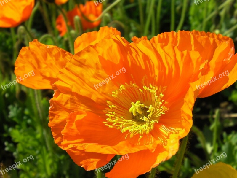 Flowers Orange Flower Flower Isolated Macro Natural