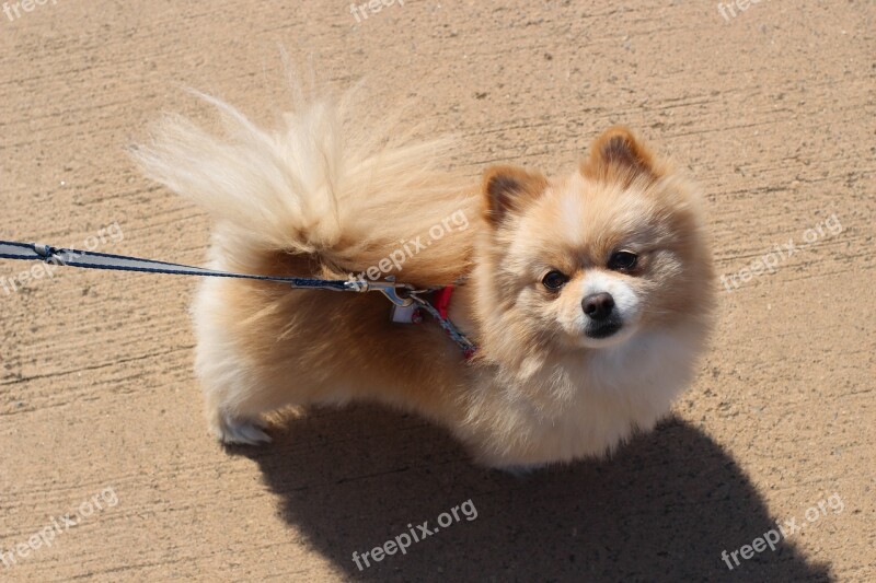 Puppy Pomeranian Pet Dogs Ppome The Most Beautiful Dog In The World