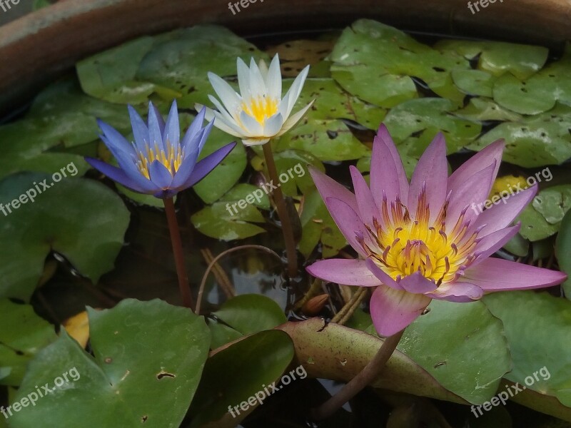 Lotus Leaf Lotus Water Plants Flowers Lotus Lake