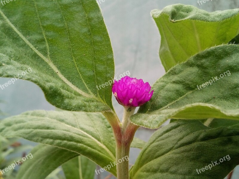 Member Amaranth Flowers Flower Close