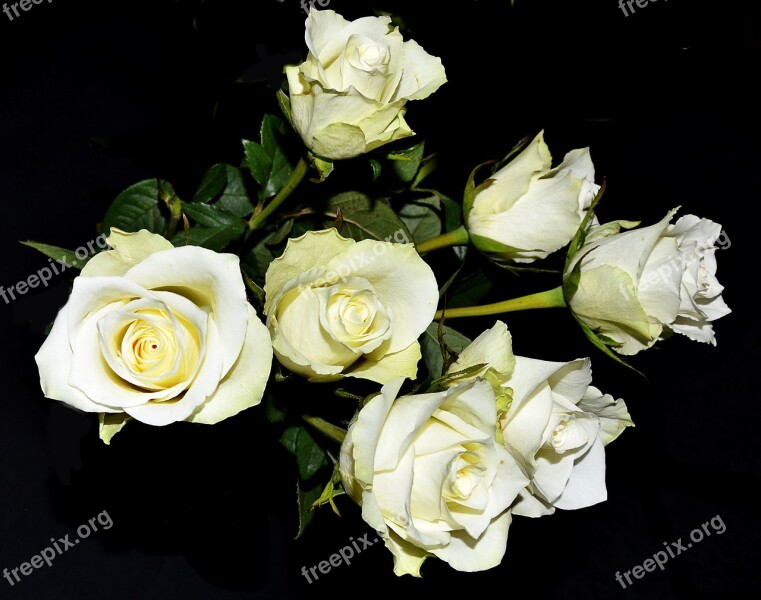 White Roses Flourished Bush Free Photos