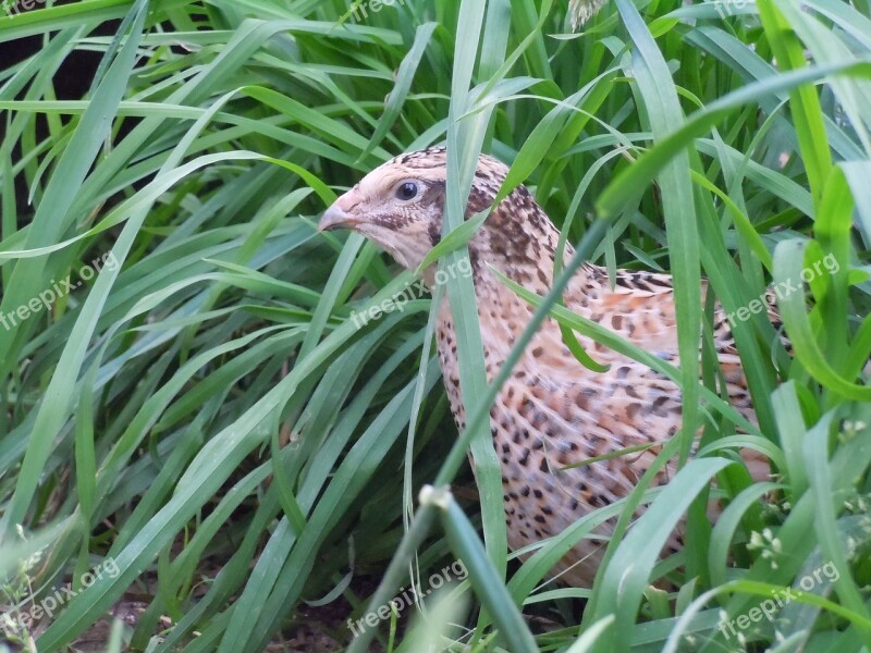 Quail Poultry Animal Free Photos