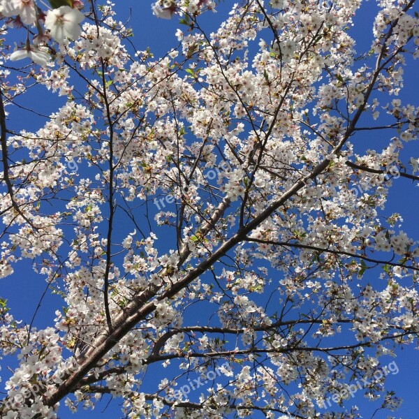 Blossoms Sky Nature Spring Plant