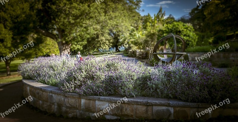 Lavender Garden Therapeutic Aromatherapy Lavender Blossom