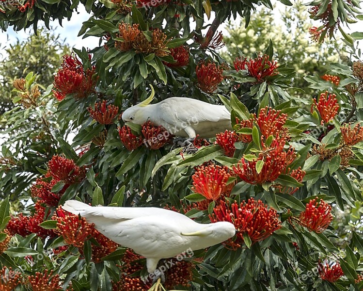 Garden Birds Nature Summer Flower