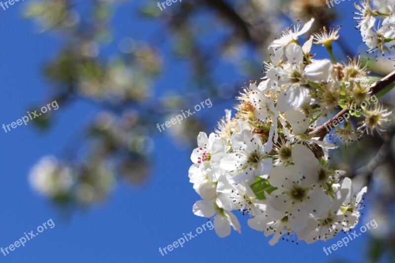 Cherry Blossoms White Natural Blue Day Cherry