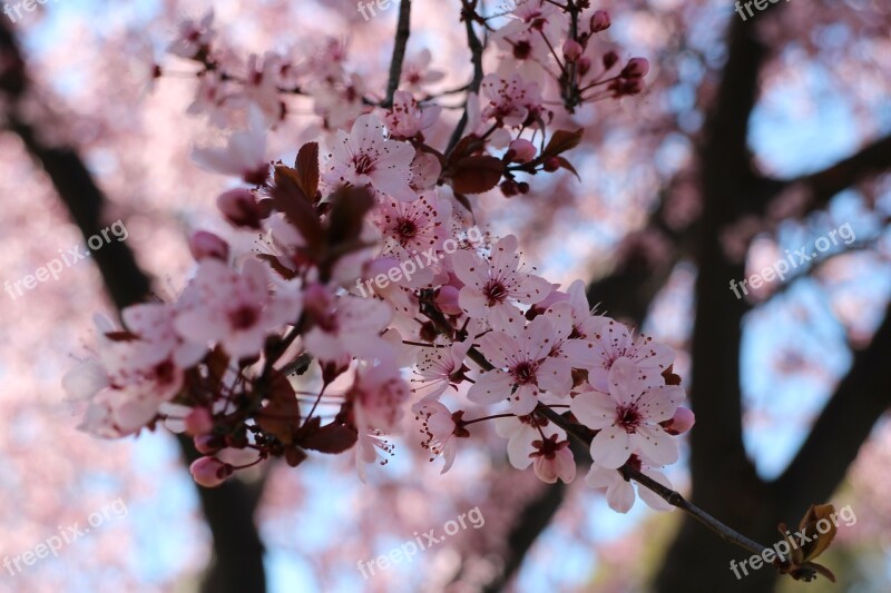 Cherry Blossoms Pink Natural Cherry Trees