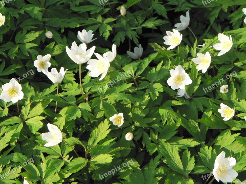 Anemone Spring Flowers Forest Flowering