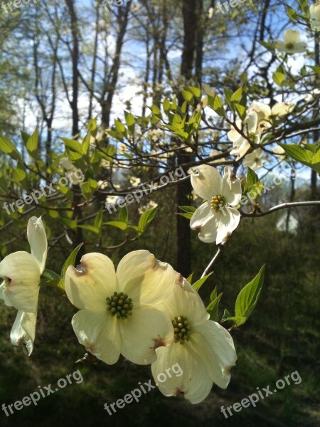 Dogwood Spring Flower White Nature