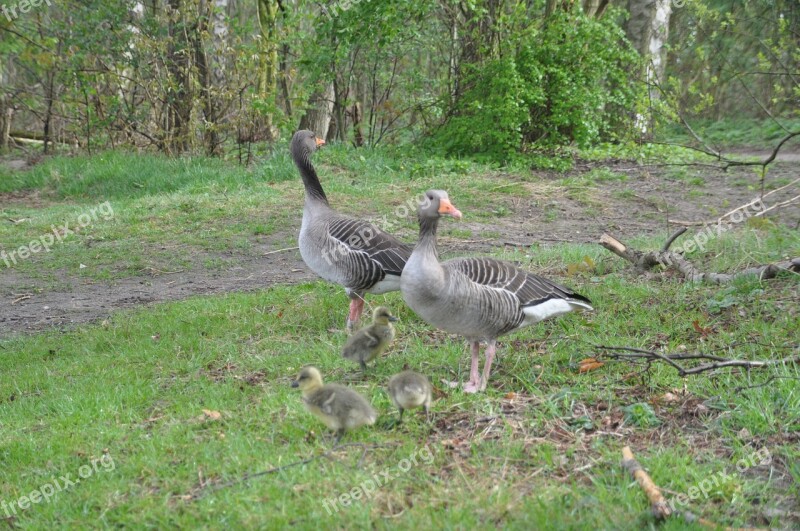 Greylag Goose Family Spring Chicks Free Photos