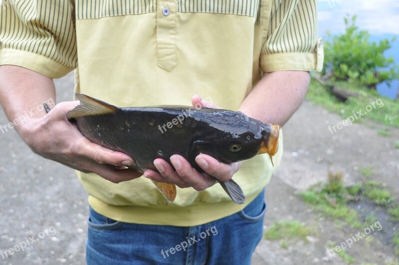 Fish Carp Hands Keep Free Photos