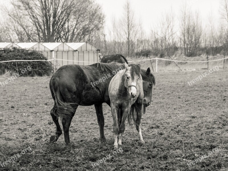 Foal Horse Pre Black And White Free Photos