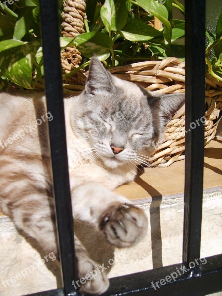 Cat Altea Spain Animals Sleep