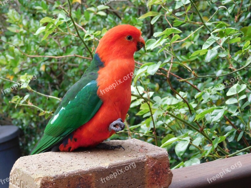 Parrot King-parrot Australia Male Free Photos