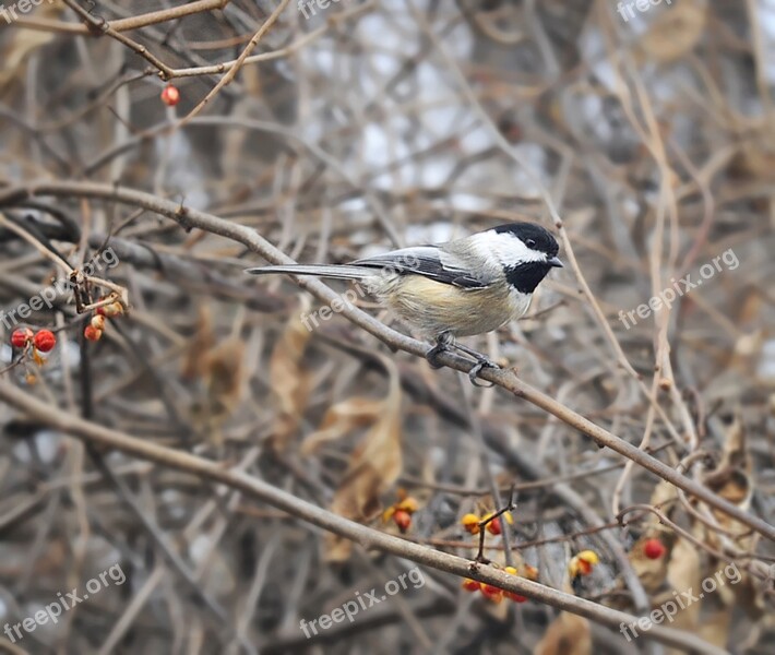 Birds Migration Migrate Flock Migratory