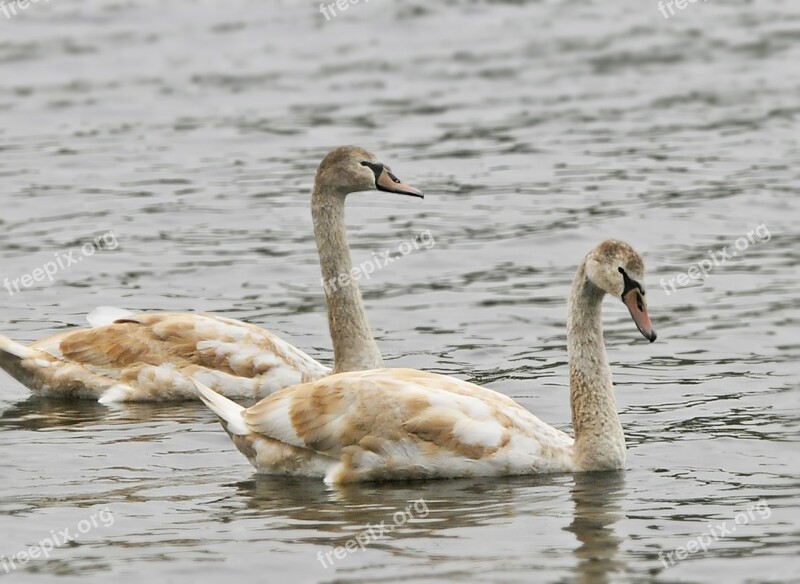 Geese Migration Migrate Flock Migratory