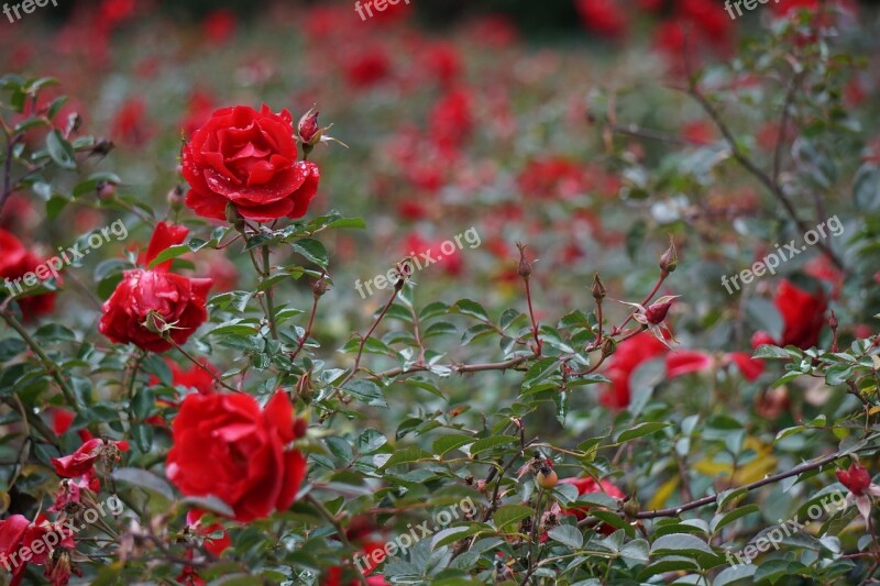 Bokeh Florets Roses Red Flower