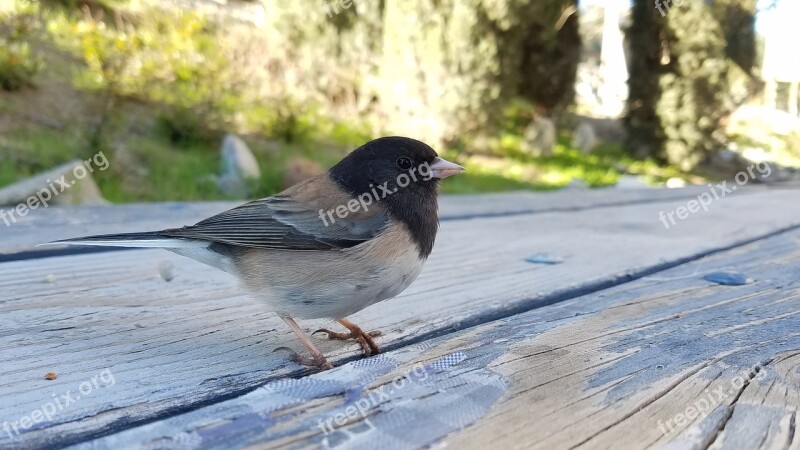 Dark-eyed Junco Bird Junco Wildlife Nature