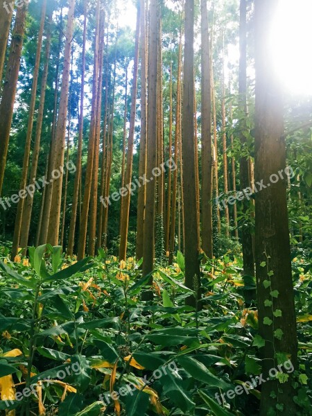 Forrest Green Flowers Trees Free Photos