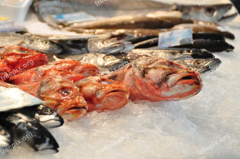 Fish Market Fish Fresh Market Sea Animals