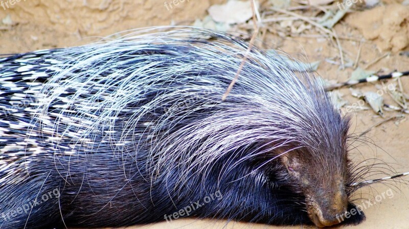 Porcupine Animal Wild Animals Free Photos