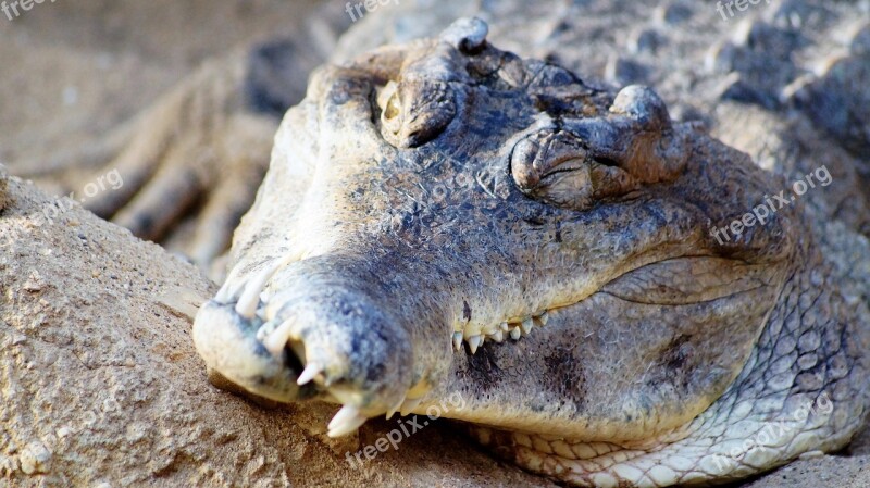 Crocodile Zoo Wild Sleep Blijdorp