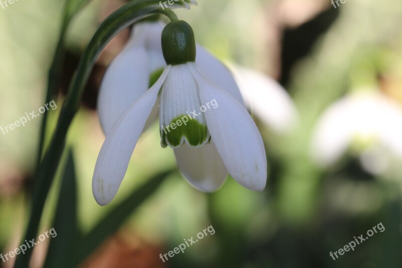 One Snowdrop Spring Morning White