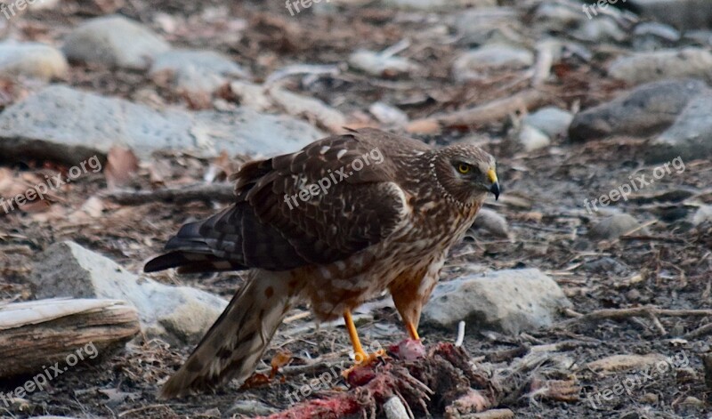 Red Tail Hawk Wildlife Hawk Raptor Nature