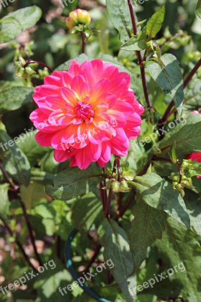 Dahlia Flower Plant Summer Pink