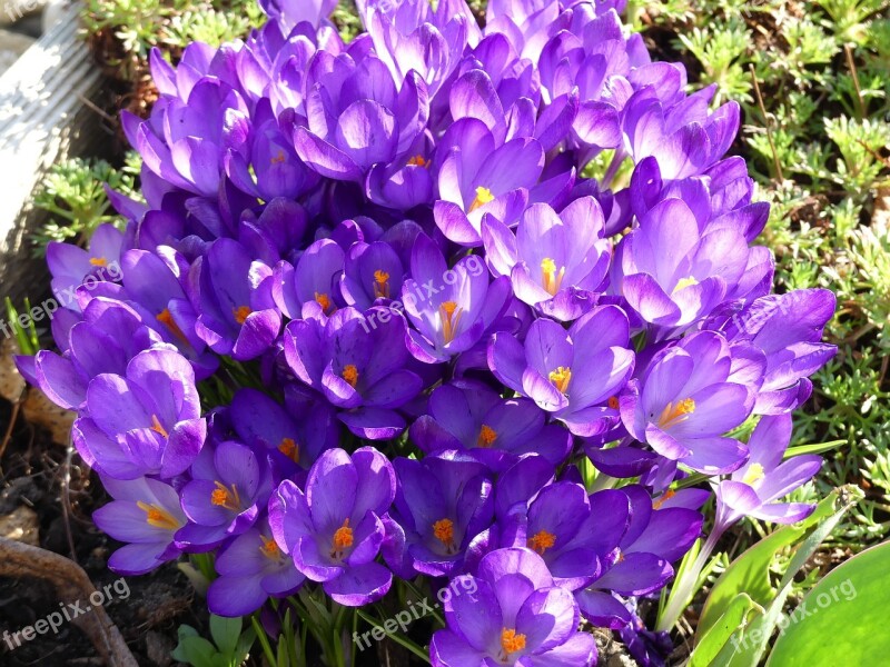 Crocus Spring Flowers Bloom The Beginning Of Spring