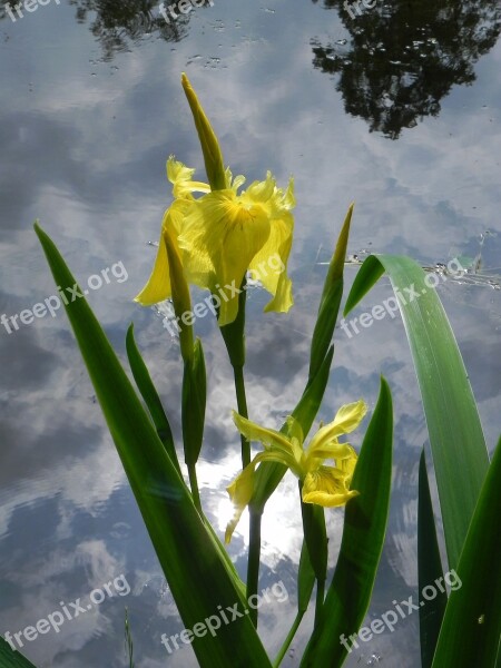 Flower Iris Garden Nature Plant