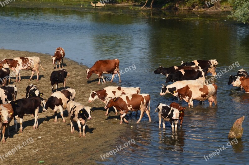 Cows Animals Farm Beef Nature